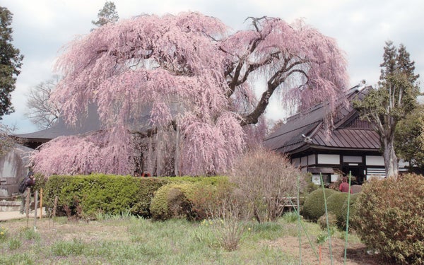 【静岡県内発】 春爛漫ミステリー2